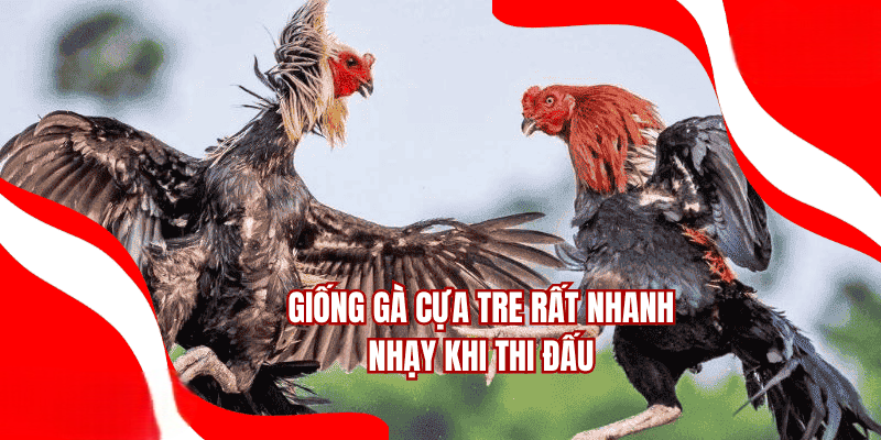 Đá Gà AE888 – Đầy Đủ Các Trận Đấu Hàng Đầu Hiện Nay